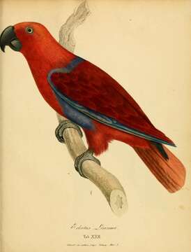 Image of Eclectus Wagler 1832