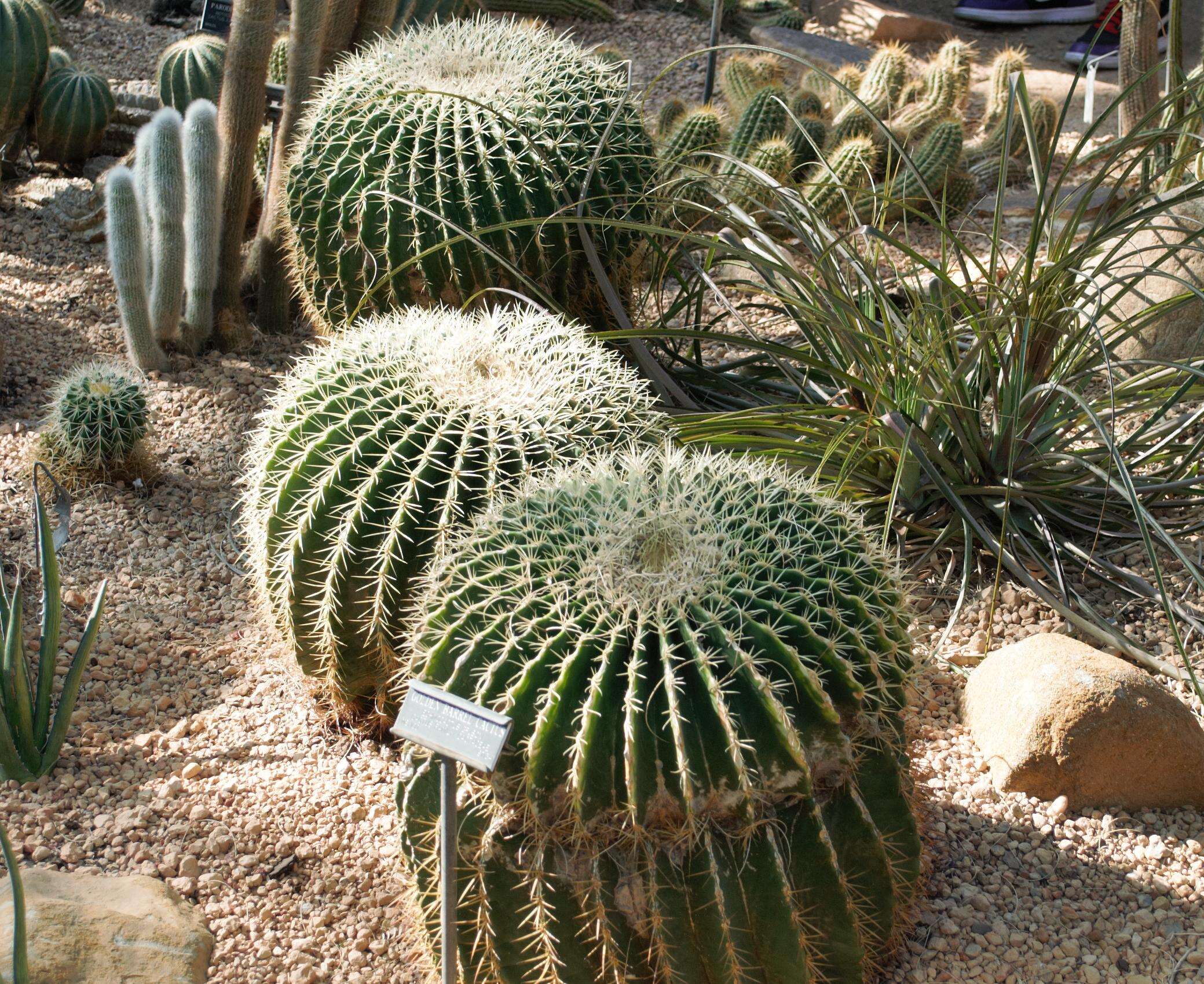 Image of echinocactus
