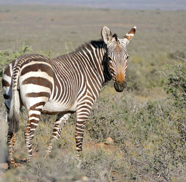 Image of Cape mountain zebra