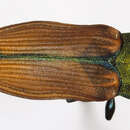 Image of Castiarina violacea (Macleay 1863)