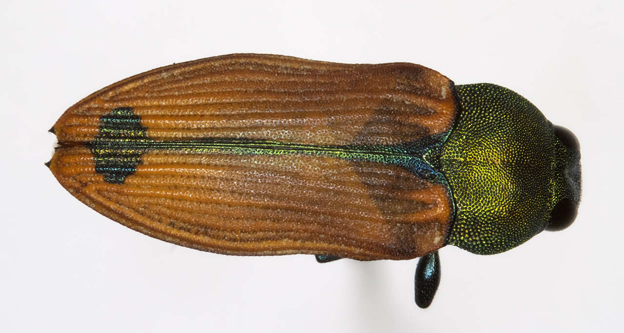 Castiarina violacea (Macleay 1863) resmi