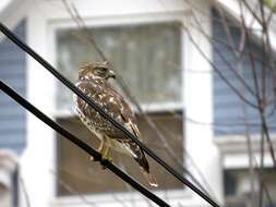 Image of Buteo Lacépède 1799