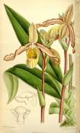 Image of Phragmipedium sargentianum (Rolfe) Rolfe