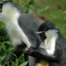 Image of Roloway Guenon