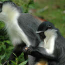 Cercopithecus roloway (Schreber 1774) resmi