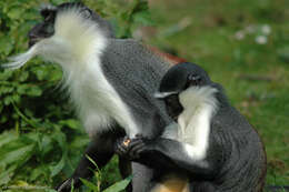 Image of Guenon