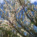 Image of Hakea propinqua A. Cunn.