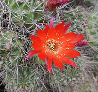 Image of Easter Lily Cactus