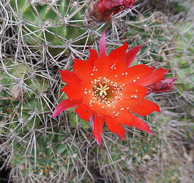 Image de Echinopsis hertrichiana (Backeb.) D. R. Hunt