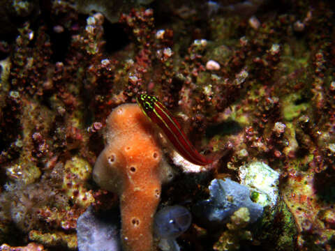 Image of Goby