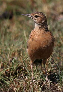 Imagem de Chersomanes Cabanis 1851