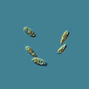 صورة Cryptomonas paramecium