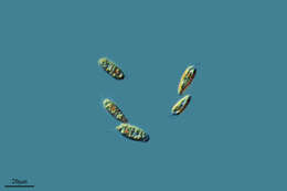 Cryptomonas paramecium的圖片