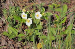 Image of strawberry