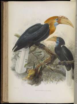 Image of Rhyticeros Reichenbach 1849