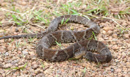 Image of Forest Vipers