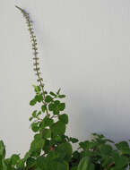 Image de Plectranthus parviflorus Willd.