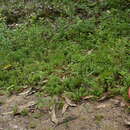 Image of Acisanthera hedyotidea (C. Presl) Triana