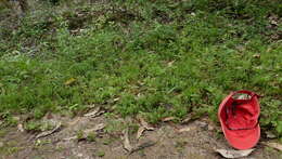 Image of Acisanthera hedyotidea (C. Presl) Triana