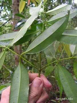 Image of Symphonia globulifera L. fil.