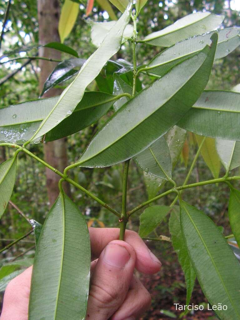 Слика од Symphonia globulifera L. fil.