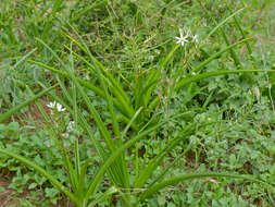 Image of Bushveld chink