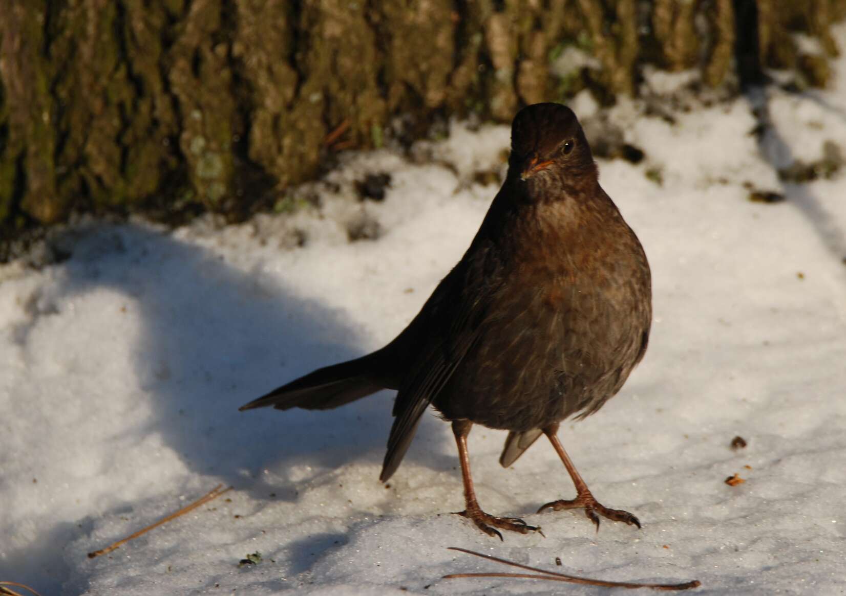 Image of Thrush