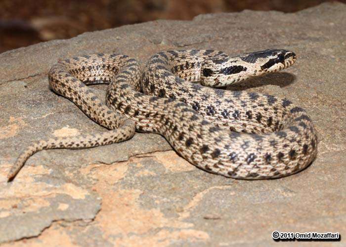 Image of East-Four-lined Ratsnake