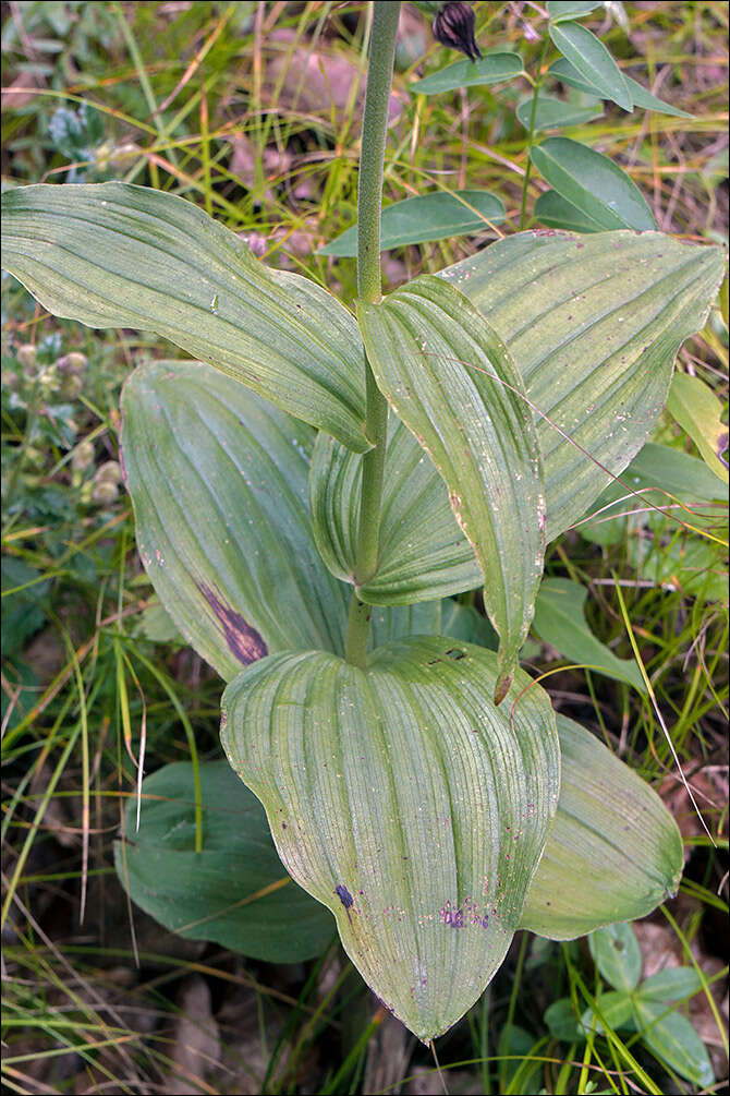 Image of Helleborine