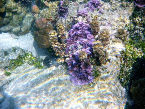 Image of Montipora faveolata