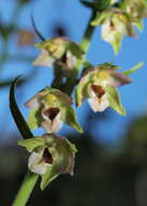 Image of Broad-leaved Helleborine