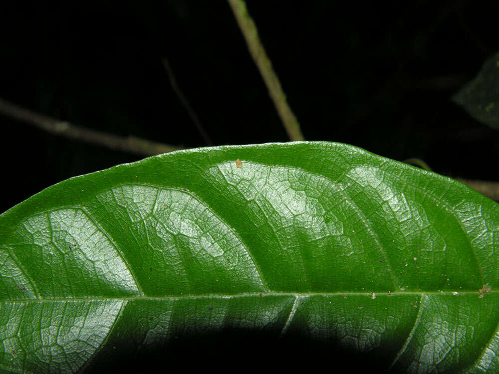 Image of Trophis mexicana (Liebm.) Bur.