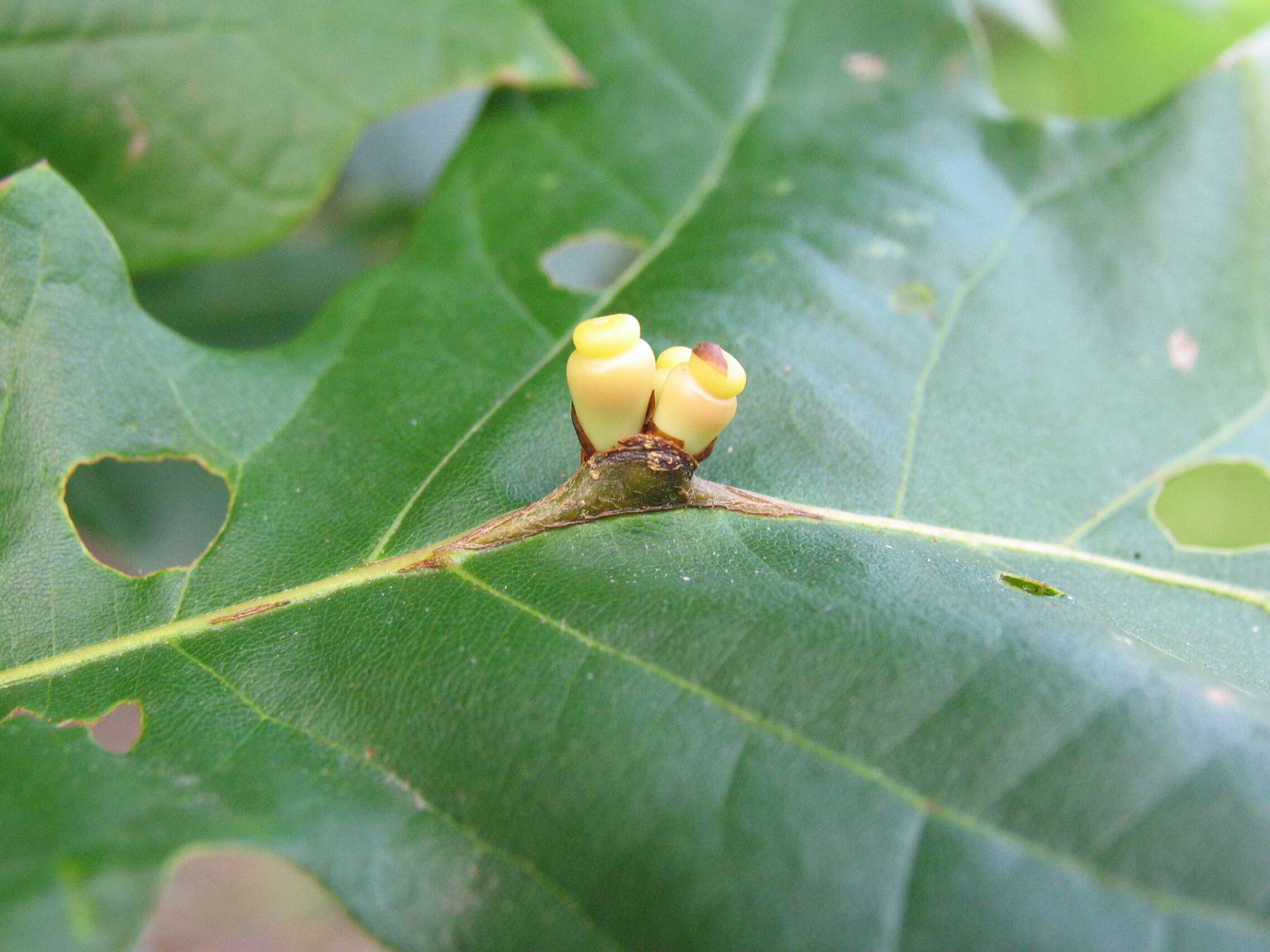 Image of Black Oak