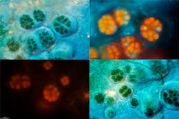 Image of Cyanobacteria