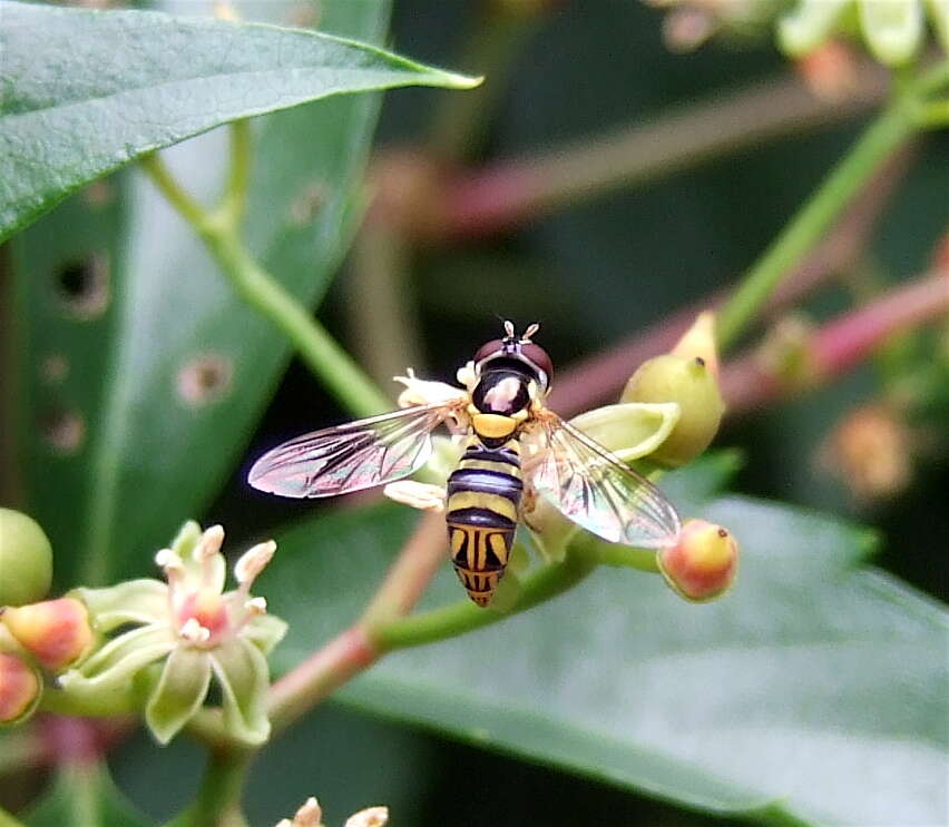 Image of Common Oblique Syrphid