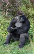 Image of Lowland Gorilla