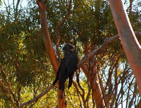 Image of Calyptorhynchus Desmarest 1826