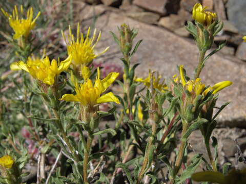 Image of singlehead goldenbush