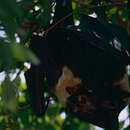 Image of Spectacled Flying Fox