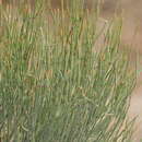 Image of Ephedra nebrodensis nebrodensis