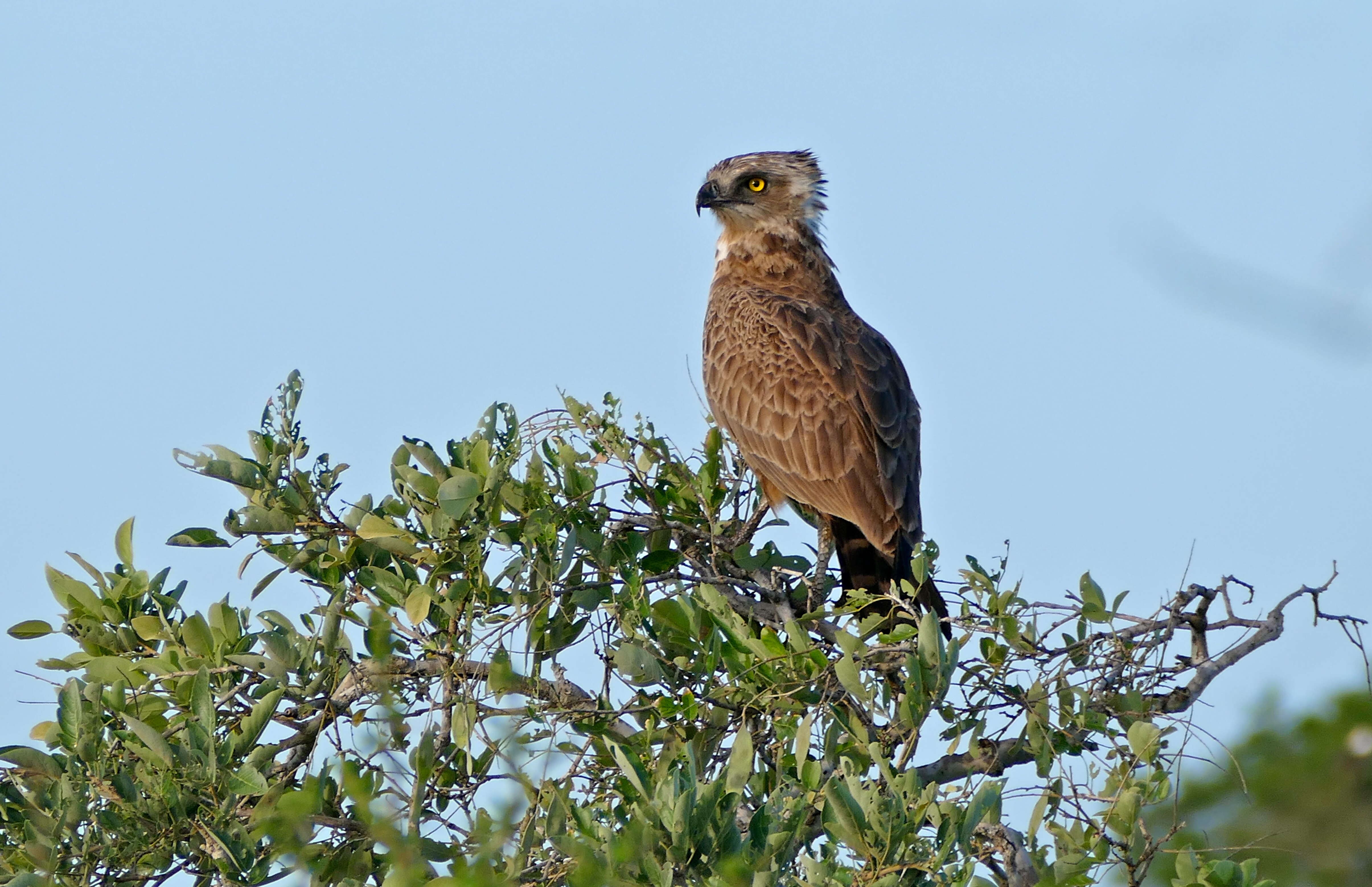 Image of Circaetus Vieillot 1816