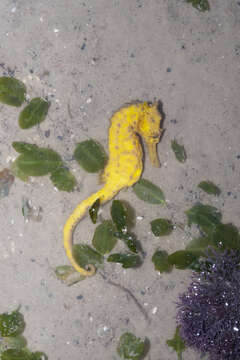 Image of Common seahorse