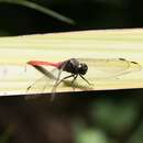 Image of Orthetrum villosovittatum (Brauer 1868)