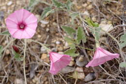 Image of bindweed