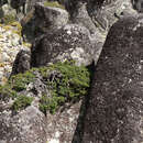 Image of Juniperus communis alpina