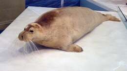 Image of bearded seal