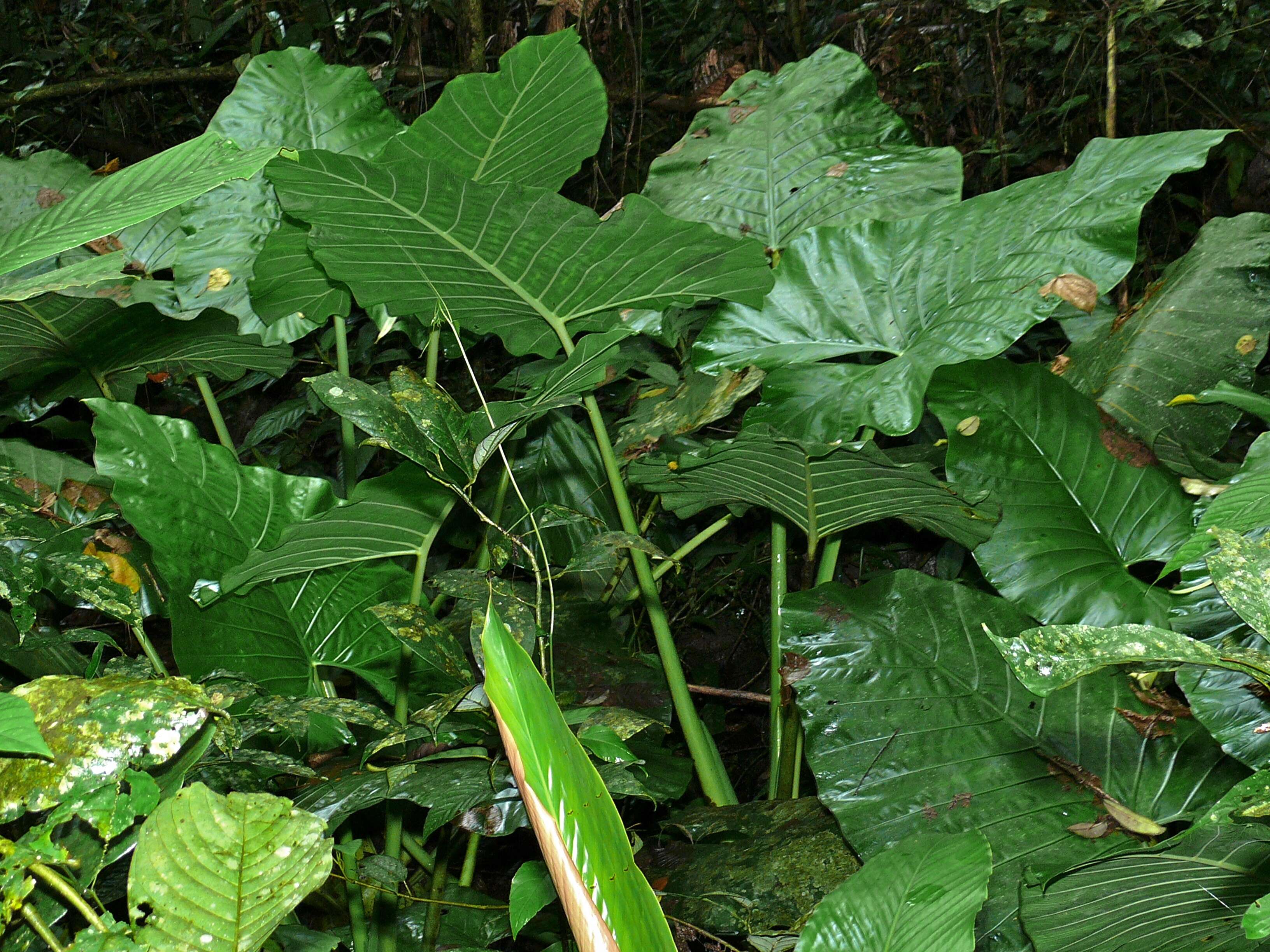 Слика од Alocasia sarawakensis M. Hotta