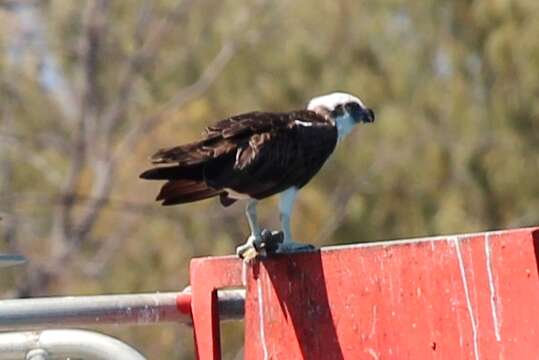 Image of Eastern Osprey