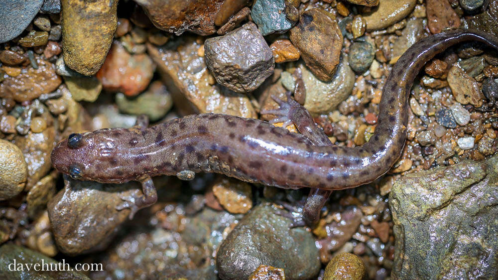 Image of dusky salamanders