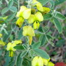 Image of Crotalaria holosericea Nees & Mart.